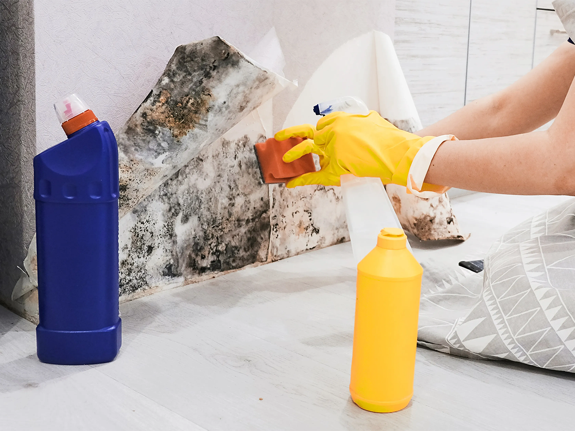 The Dangers of DIY Mold Removal: Why Professional Remediation is Essential