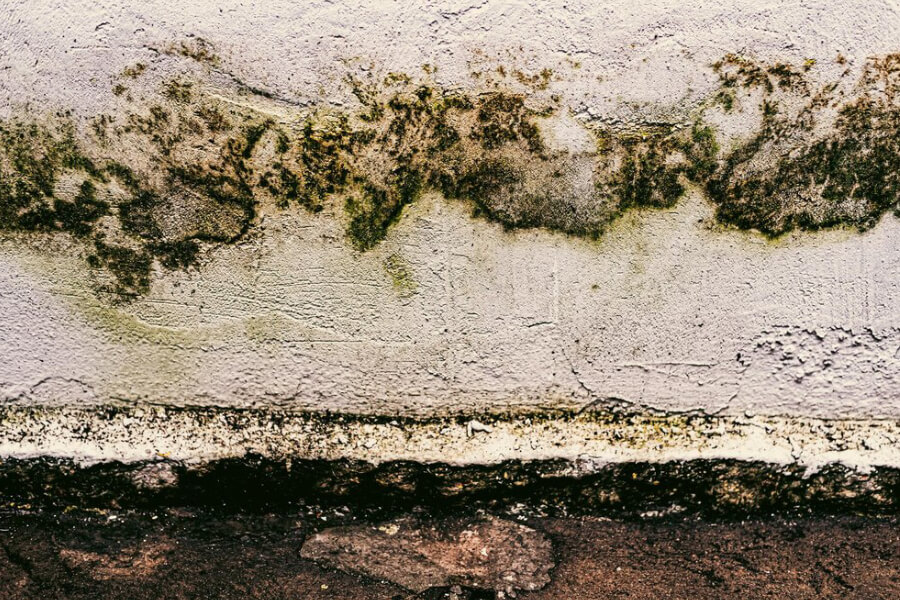 The Science Behind Mold Growth in Homes